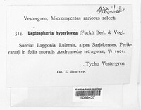 Leptosphaerulina hyperborea image